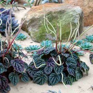 Peperomia caperata, Emerald Ripple Peperomia, Houseplant, House plant