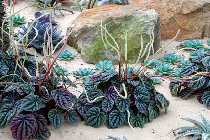 Peperomia caperata, Emerald Ripple Peperomia, Houseplant, House plant