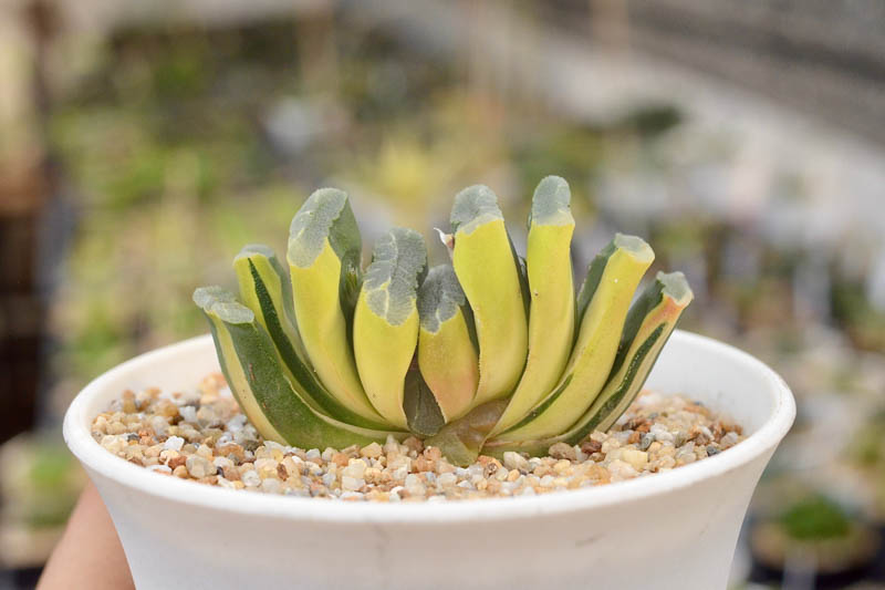 Haworthia truncata, Horse's teeth, Truncate Haworthia, Succulent, Houseplant