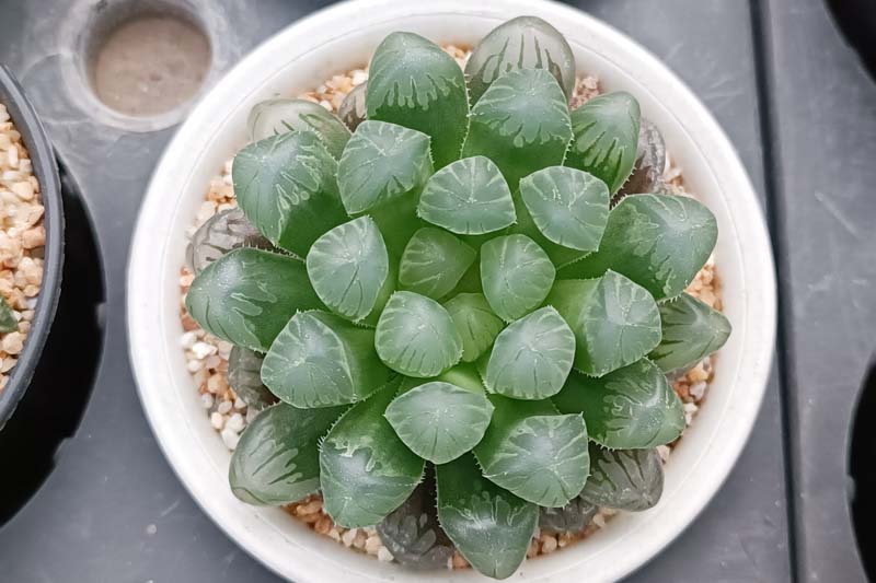 Haworthia cooperi, Bristle Haworthia, Cooper's Haworthia, Pussy Foot, Window Haworthia