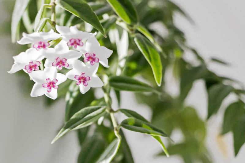 Hoya bella, Beautiful Wax Plant, Beautiful Hoya, Waxflower, Pretty Waxflower, Houseplant