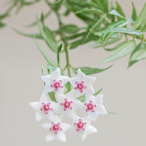 Hoya bella, Beautiful Wax Plant, Beautiful Hoya, Waxflower, Pretty Waxflower, Houseplant