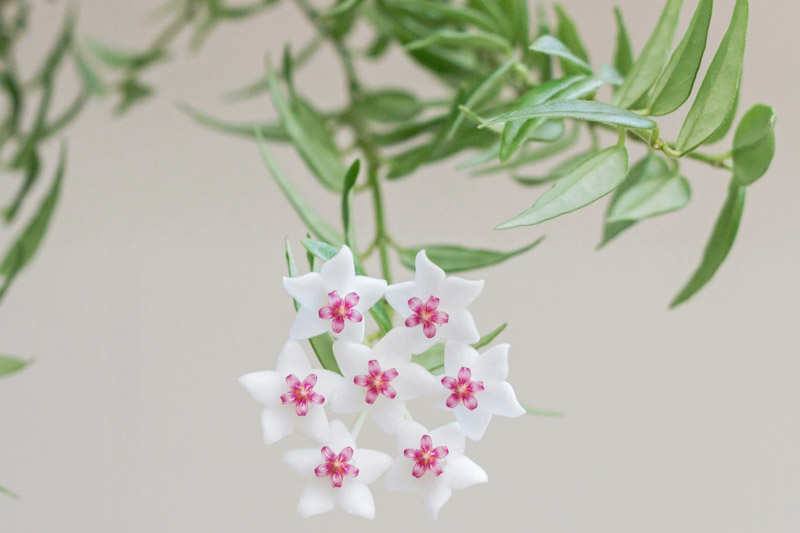 Hoya bella, Beautiful Wax Plant, Beautiful Hoya, Waxflower, Pretty Waxflower, Houseplant