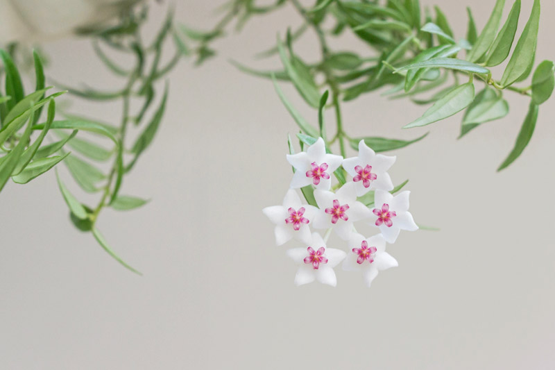 Hoya bella, Beautiful Wax Plant, Beautiful Hoya, Waxflower, Pretty Waxflower, Houseplant