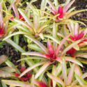 Neoregelia, bromeliad, Aregelia, Blushing Bromeliad, Crimson Cup, Marbled Fingernail, Miniature Marble Plant, Ossifragi Vase, Striped Blushing