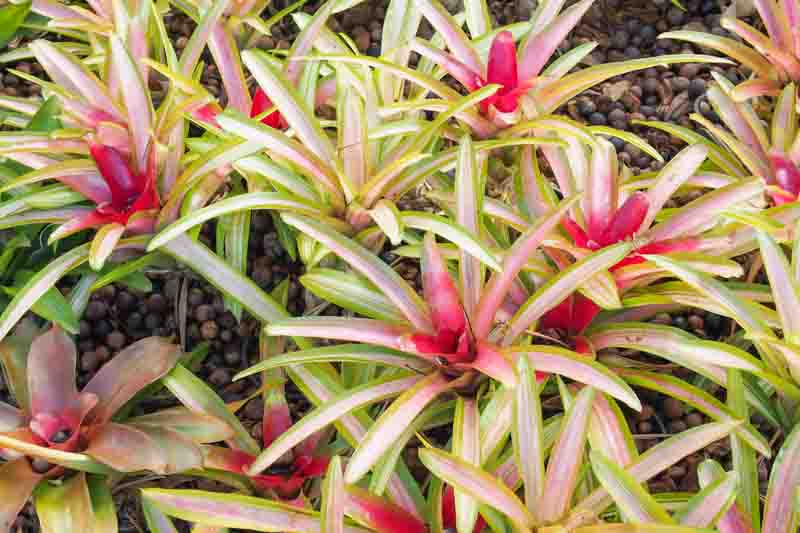 Neoregelia, bromeliad, Aregelia, Blushing Bromeliad, Crimson Cup, Marbled Fingernail, Miniature Marble Plant, Ossifragi Vase, Striped Blushing