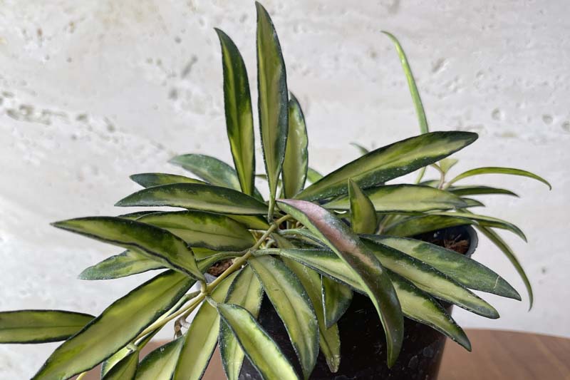 Hoya wayetii, Wax Plant, Porcelain Flower, houseplant