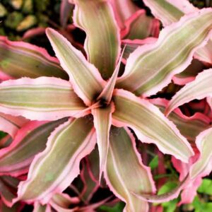 Earth Star, Bromeliad, Cryptanthus bivittatus, Earth Star Bromeliad, Green earth star, Pink Starlite, Red Star Bromeliad, Starfish plant, Star Plant, Terrarium