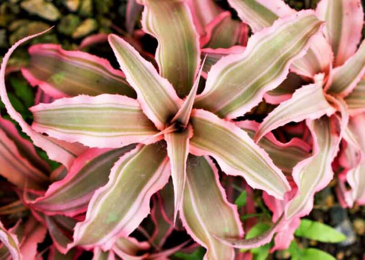 Earth Star, Bromeliad, Cryptanthus bivittatus, Earth Star Bromeliad, Green earth star, Pink Starlite, Red Star Bromeliad, Starfish plant, Star Plant, Terrarium