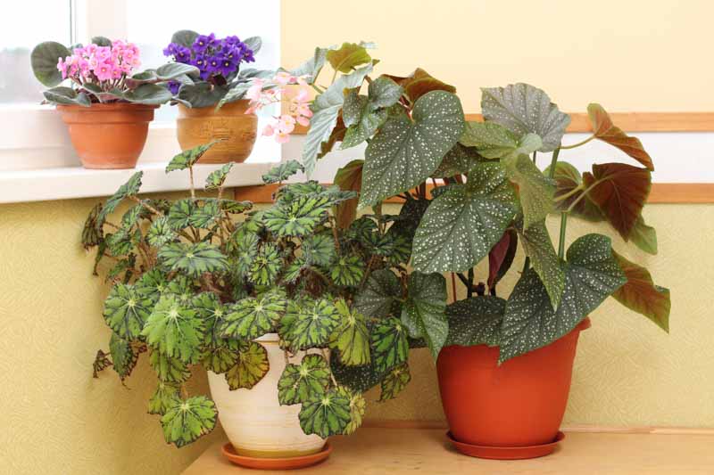 Rex Begonia, Begonia Rex, indoor plants, houseplant, houseplants