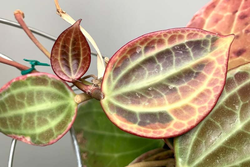 Hoya macrophylla, Wax Plant, Porcelain Flower, houseplant