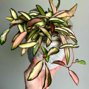 Hoya wayetii, Wax Plant, Porcelain Flower, houseplant