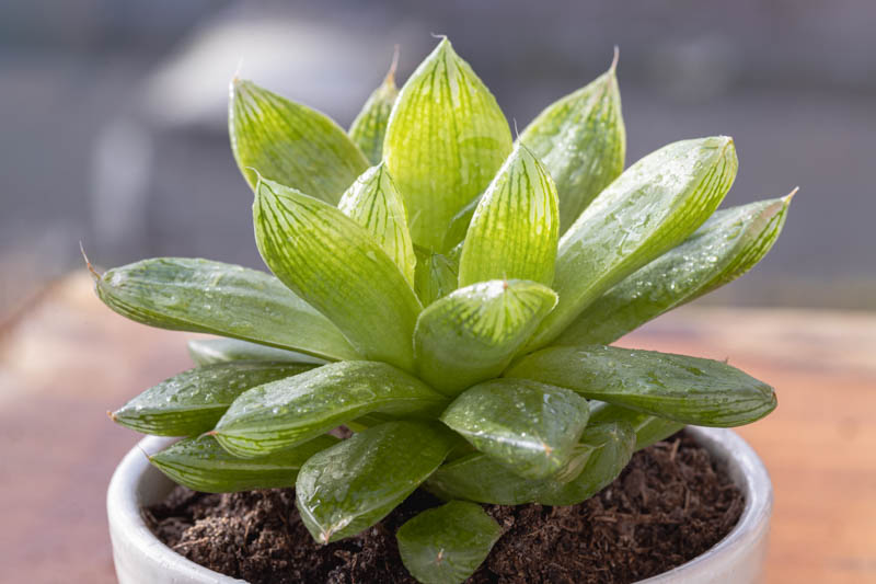 Haworthia cymbiformis, Cathedral Window Haworthia, Window Boats, Window Haworthia