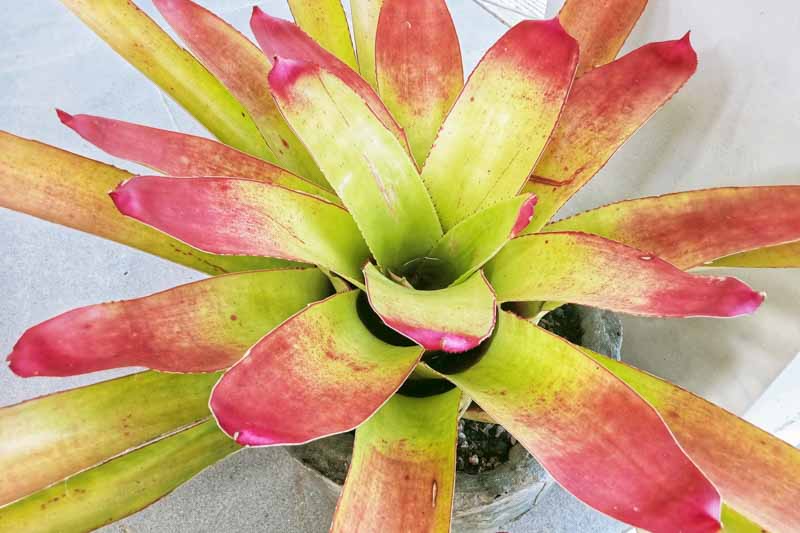 Neoregelia johannis, bromeliad, Aregelia, Blushing Bromeliad, Crimson Cup, Marbled Fingernail, Miniature Marble Plant, Ossifragi Vase, Striped Blushing