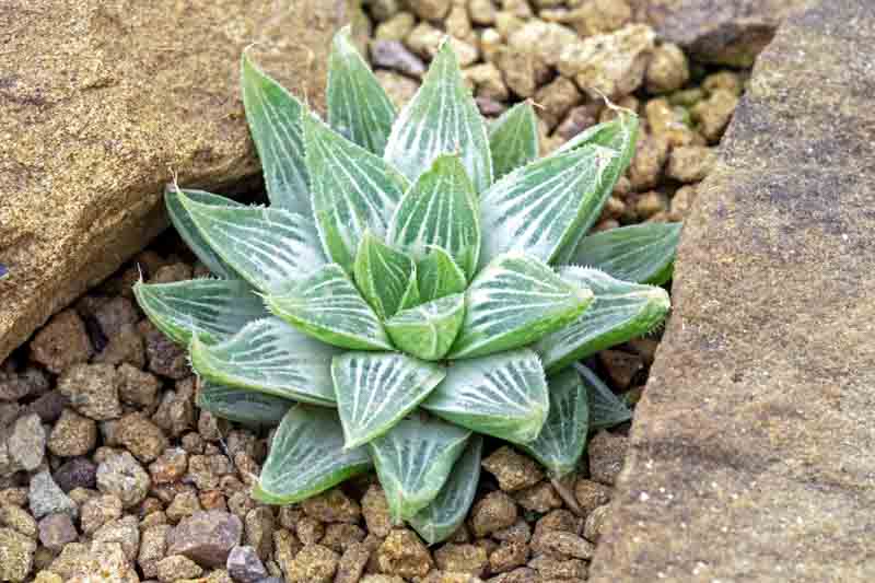 Haworthia retusa, Aloe retusa, Cushion Aloe, Star Cactus, Succulent, Terrarium