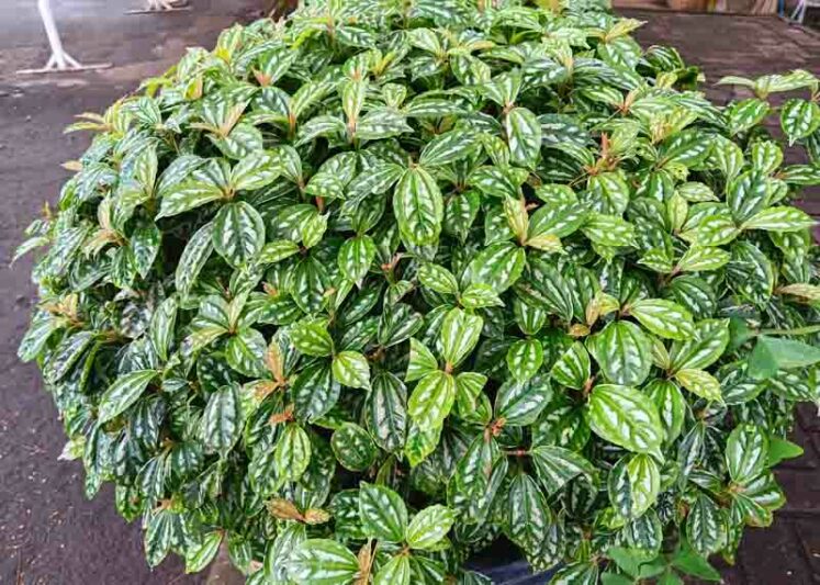Aluminum Plant, Pilea cadierei, Watermelon Pilea, Houseplant, Terrarium