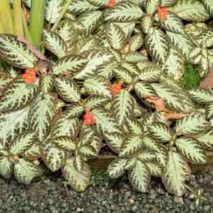 Flame Violet, Episcia cupreata, Tropical Plant, Houseplant, Terrarium