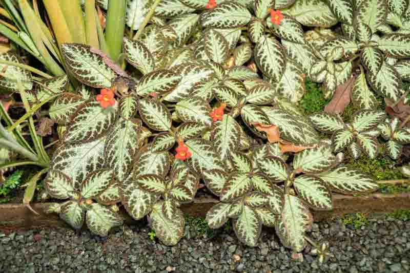Flame Violet, Episcia cupreata, Tropical Plant, Houseplant, Terrarium