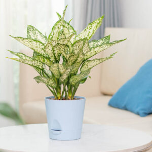 Aglaonema First Diamond, Chinese Evergreen First Diamond, Variegated Chinese Evergreen, Variegated Aglaonema, Houseplant, Tropical Plant