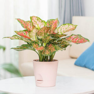 Aglaonema Lady Valentine, Chinese Evergreen Lady Valentine, Pink Chinese Evergreen, Pink Aglaonema, Houseplant, Tropical Plant