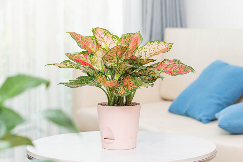 Aglaonema Lady Valentine, Chinese Evergreen Lady Valentine, Pink Chinese Evergreen, Pink Aglaonema, Houseplant, Tropical Plant