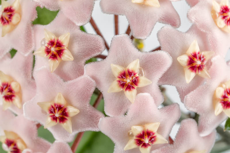 Hoya compacta, Hoya carnosa Compacta, Hindu Rope Plant, Houseplant