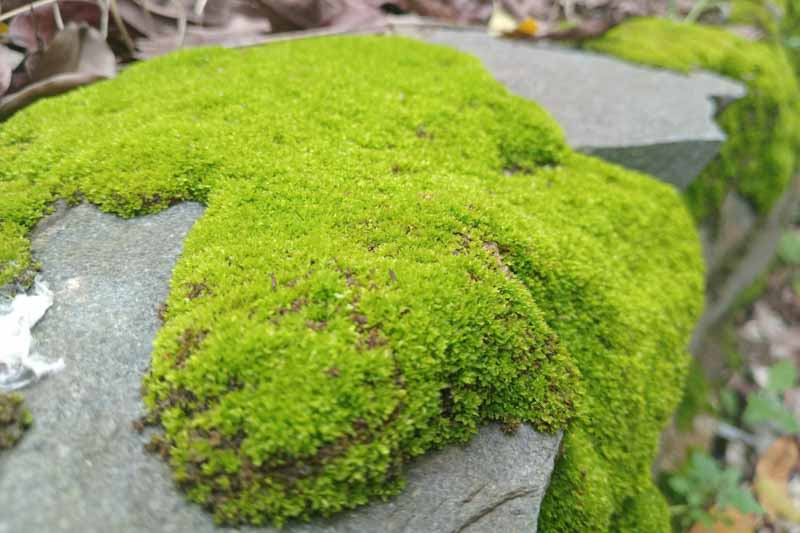 Cushion Moss, Pincushion Moss, Leucobryum glaucum, Terrarium, Ground Cover