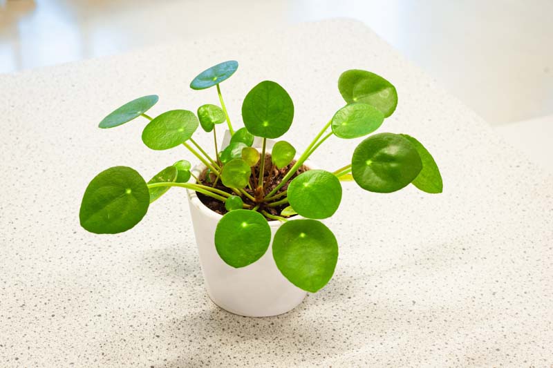 Chinese Money Plant, Pancake Plant, Coin Plant, UFO Plant, Friendship Plant, Missionary Plant, Pilea Peperomioides