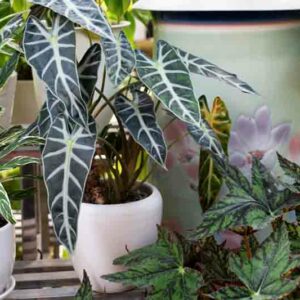 Alocasia amazonica Bambino, Bambino Alocasia, African Mask, Elephant Ear, House Plant, Houseplant, Tropical Plant