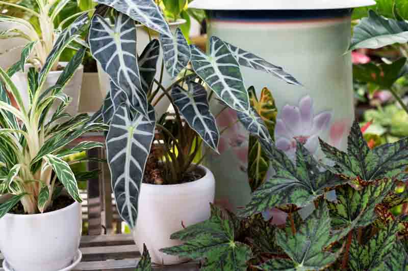 Alocasia amazonica Bambino, Bambino Alocasia, African Mask, Elephant Ear, House Plant, Houseplant, Tropical Plant