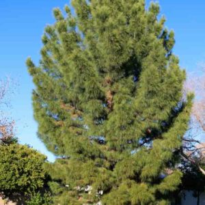 Mondell Pine, Afghan Pine, Pinus eldarica, Pinus brutia