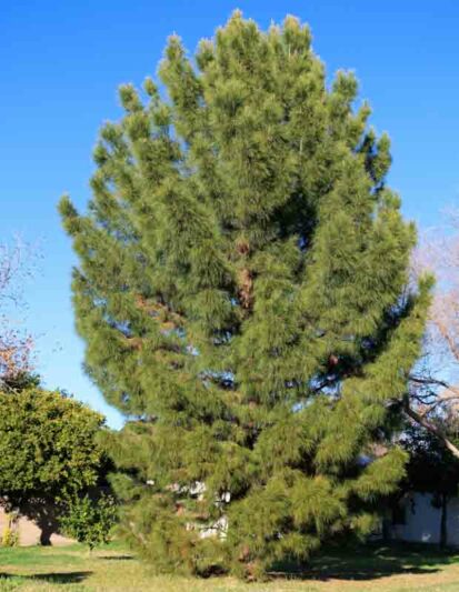 Mondell Pine, Afghan Pine, Pinus eldarica, Pinus brutia
