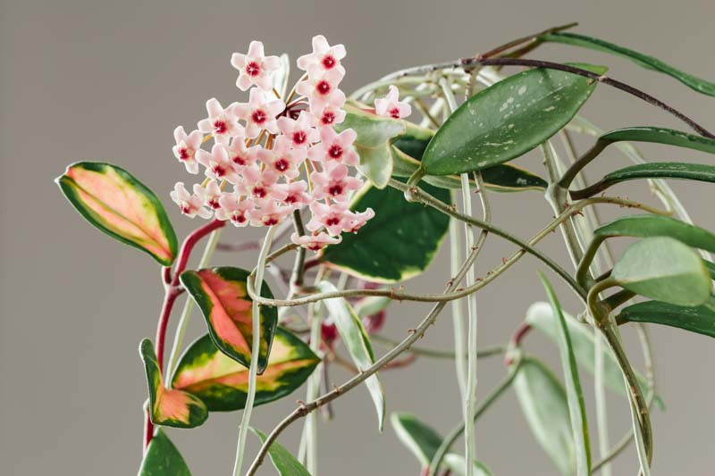 Hoya carnosa Krimson Princess, Hoya Krimson Princess, Wax Plant Krimson Princess