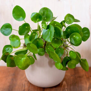 Chinese Money Plant, Pancake Plant, Coin Plant, UFO Plant, Friendship Plant, Missionary Plant, Pilea Peperomioides