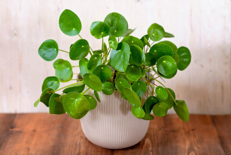 Chinese Money Plant, Pancake Plant, Coin Plant, UFO Plant, Friendship Plant, Missionary Plant, Pilea Peperomioides