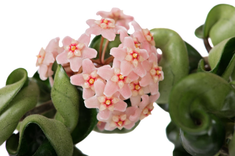 Hoya compacta, Hoya carnosa Compacta, Hindu Rope Plant, Houseplant