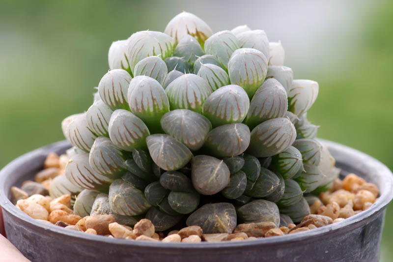 Haworthia cooperi, Bristle Haworthia, Cooper's Haworthia, Pussy Foot, Window Haworthia