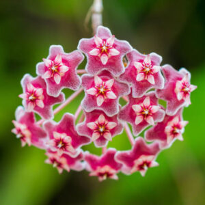 Hoya carnosa, Honey Plant, Porcelainflower, Porcelain Flower, Wax Plant