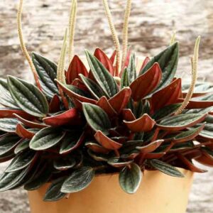 Peperomia Rosso, Rosso Peperomia, Peperomia caperata Rosso, Emerald Ripple Rosso, Peperomia, Houseplant, House plant