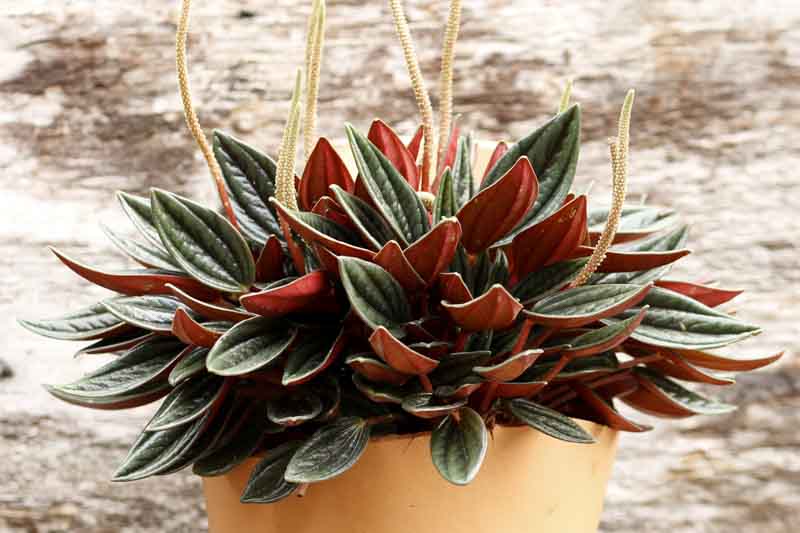 Peperomia Rosso, Rosso Peperomia, Peperomia caperata Rosso, Emerald Ripple Rosso, Peperomia, Houseplant, House plant