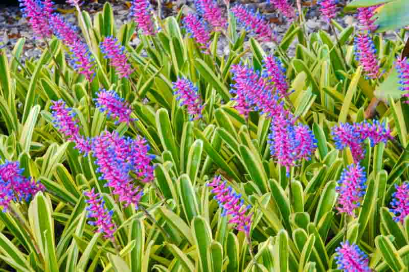 Bromeliad blossom(Aechmea gamosepala