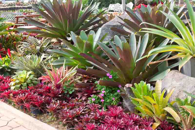 Neoregelia, bromeliad, Aregelia, Blushing Bromeliad, Crimson Cup, Marbled Fingernail, Miniature Marble Plant, Ossifragi Vase, Striped Blushing