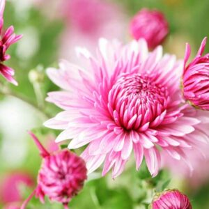 Chrysanthemum, Garden Mum, Florist's Mum, Hardy Garden Mum, Fall Flowers