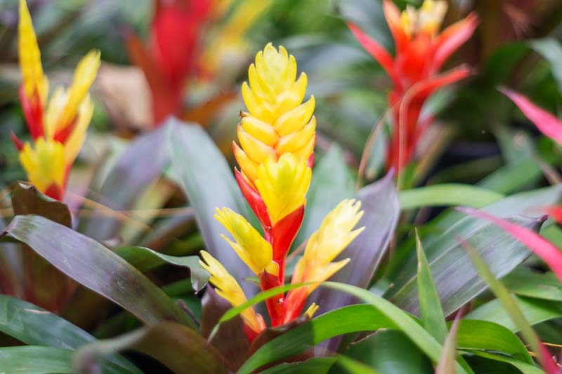 Bromeliad A Guide to Tropical Splendor