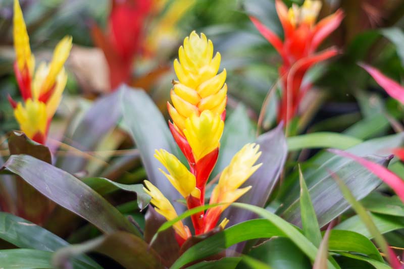 vriesea splendens, Bromeliad, Bromeliad Care, Bromeliad Plant, Bromeliads, Bromeliad flower