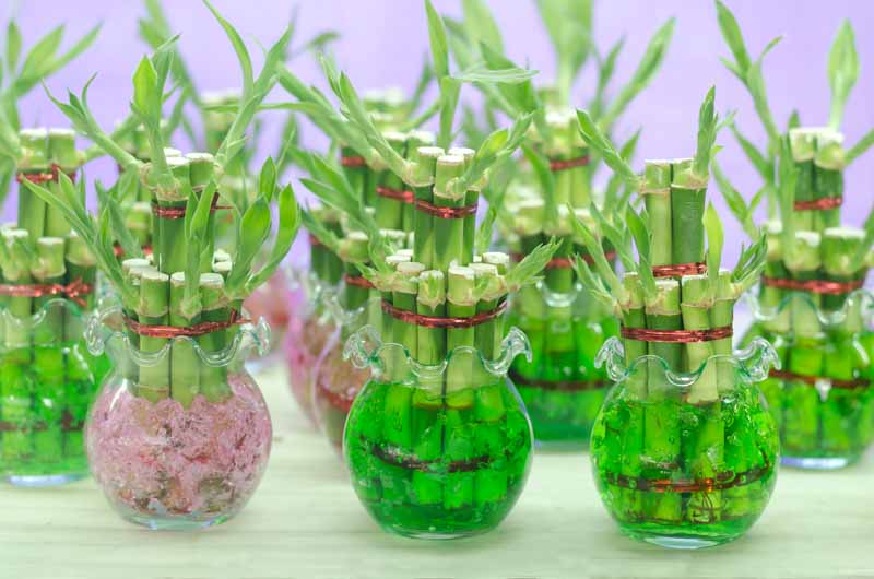 Lucky Bamboo, Dracaena sanderiana, Chinese Water Bamboo, Friendship Bamboo, Ribbon Plant, Water Bamboo