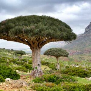 dragon blood tree, Dracaena cinnabari, Socotra dragon tree