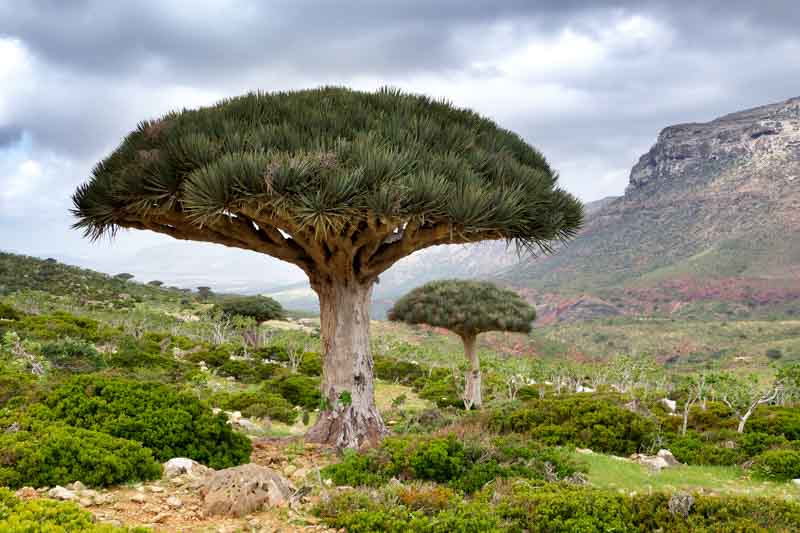 dragon blood tree, Dracaena cinnabari, Socotra dragon tree