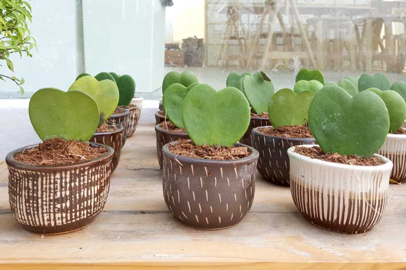 Hoya kerrii, Lucky Heart Plant, Sweetheart Hoya, Sweetheart Plant, Sweetheart Valentine Hoya, Valentine Hoya, Wax Hearts