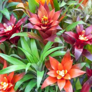 Bromeliad, Bromeliad Care, Bromeliad Plant, Bromeliads, Bromeliad flower